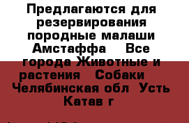 Предлагаются для резервирования породные малаши Амстаффа  - Все города Животные и растения » Собаки   . Челябинская обл.,Усть-Катав г.